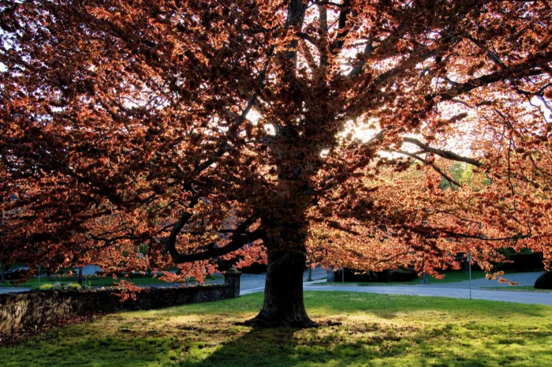 2026 Treasured Trees Celebration to be Held on October 22