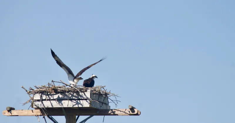 CT's Osprey Nation program reports record-low nest success for 2026