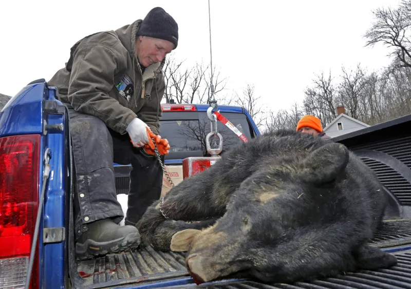On CT bear hunt, Lamont and Fazio find common ground