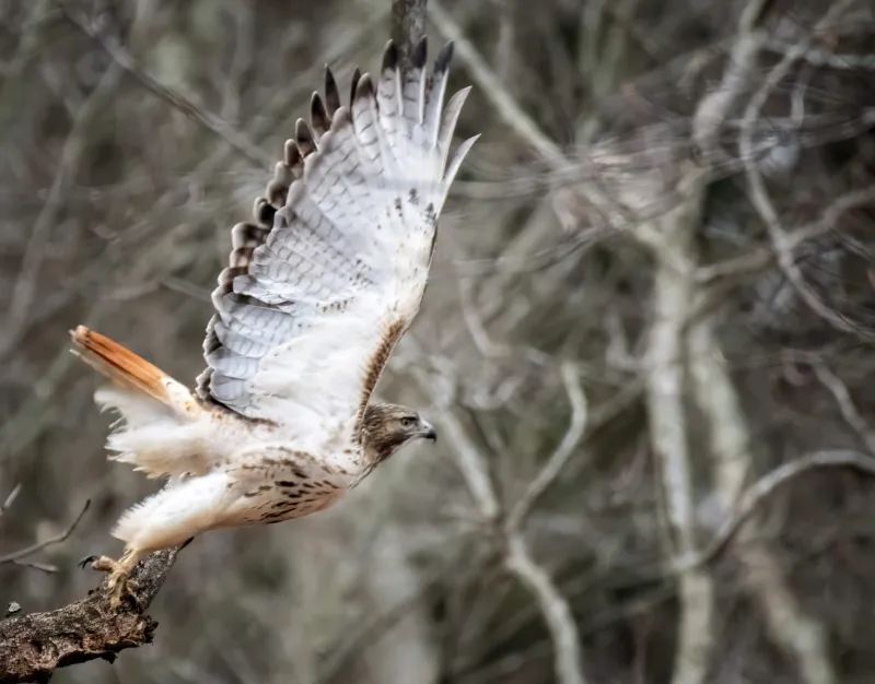 CT's small wildlife sanctuaries deserve a bigger place in conservation