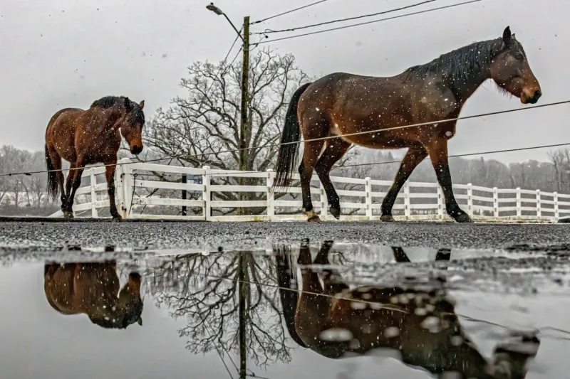 Study Finds Over 60% of CT Horses Exposed to Leptospira Bacteria