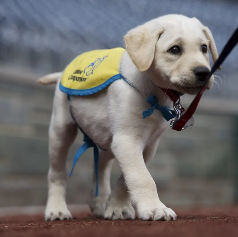 The Nationals' Newest Rookie Has Four Paws