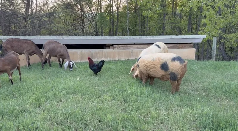 A Cleaner Farming Future: How Regional Farmers are Fighting Pollution, Protecting Animal Welfare