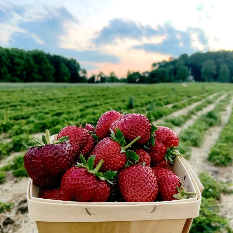 Pick Strawberries on This Day Trip an Easy Drive From DC