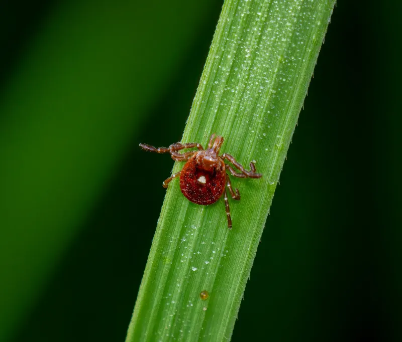 There Are So Many Ticks in DC Right Now. Here's How to Protect Yourself From Their Wrath.