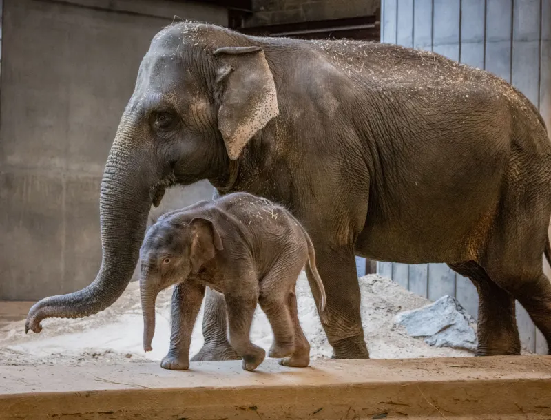 The National Zoo Is Throwing an Elephant-Themed Party