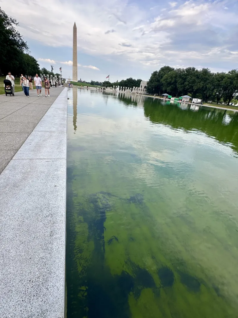 Reflecting Pool's "American Flag Blue" Turns Green Due to Algae