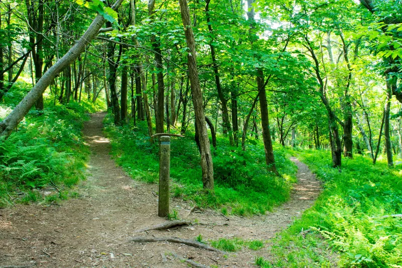 There's a Norovirus Outbreak in Shenandoah National Park, Apparently