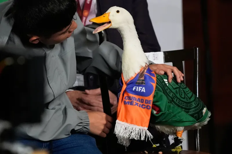 Merln the duck takes a trip to the stadium, but FIFA rules keep him out of Mexico match