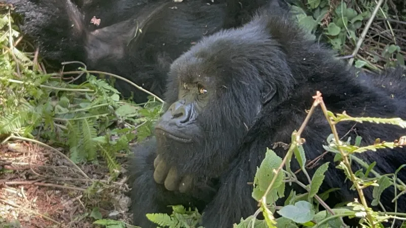 Thousands Gather to Celebrate Rwanda's 21st Kwita Izina