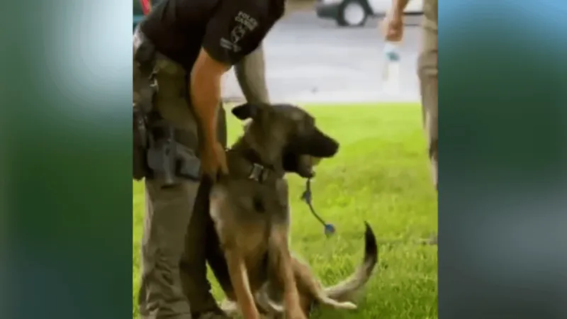 Montgomery County officer and K-9 attacked by yellow jackets during search through woods