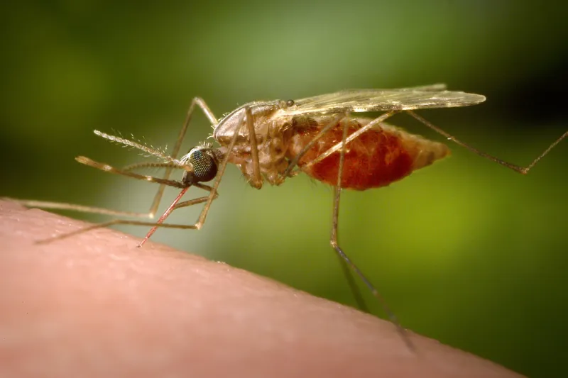 Could Trump's 90% mosquito goal be reached? Scientist says yes, for some species