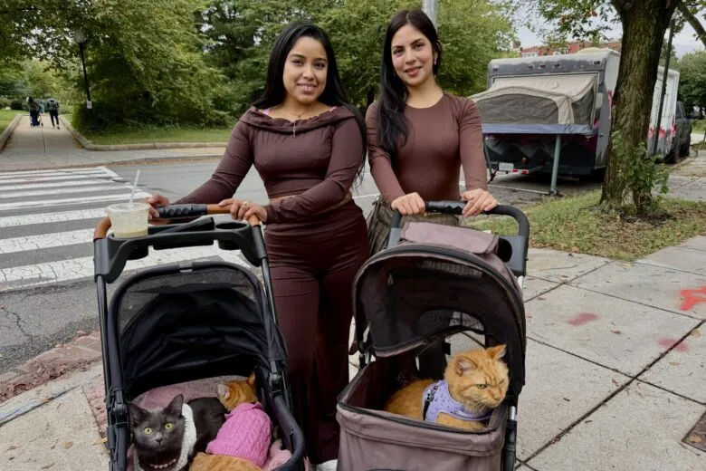 'First time I've ever seen anything like this': Hundreds attend cat crawl event in Petworth