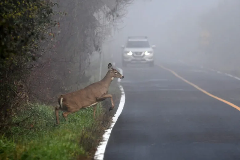 Peak deer season raises risk of collisions and rising repair costs