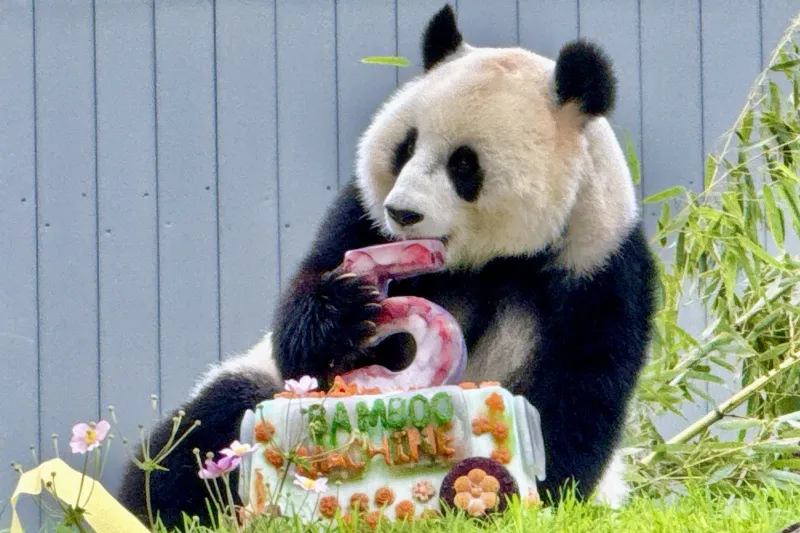 Q&A: National Zoo director talks all things panda