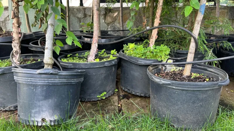 Loudoun County nursery donates 1,000 native plants to help communities flourish