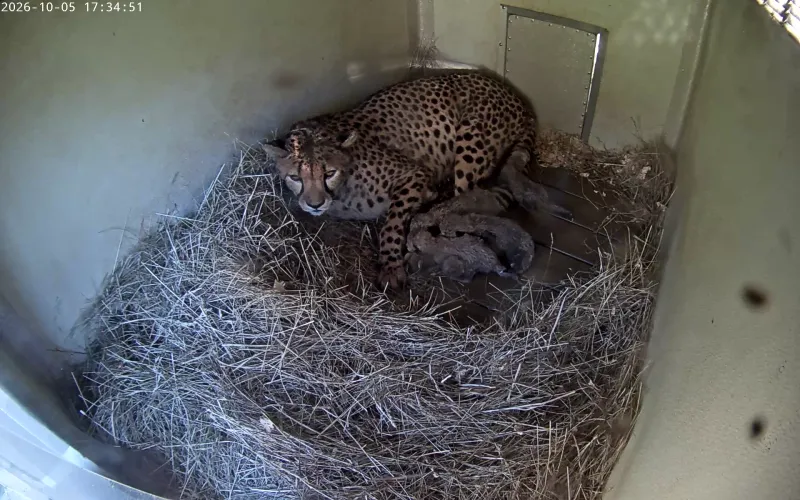 National Zoo welcomes new litter of 5 cheetah cubs
