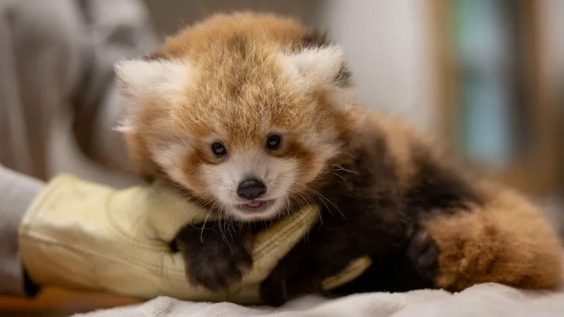 Public invited to choose name for Smithsonian's baby red panda