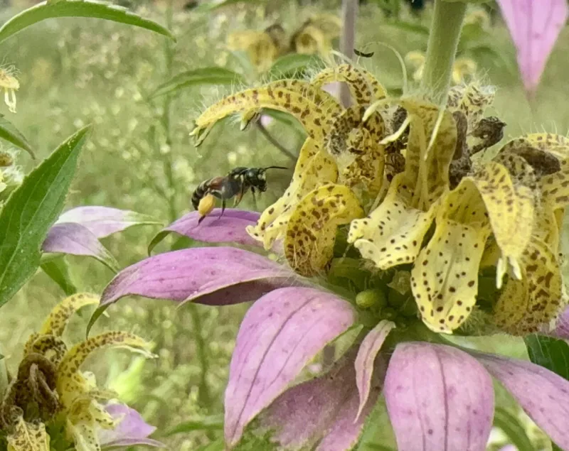 Rare bee rediscovered in Virginia after more than a century