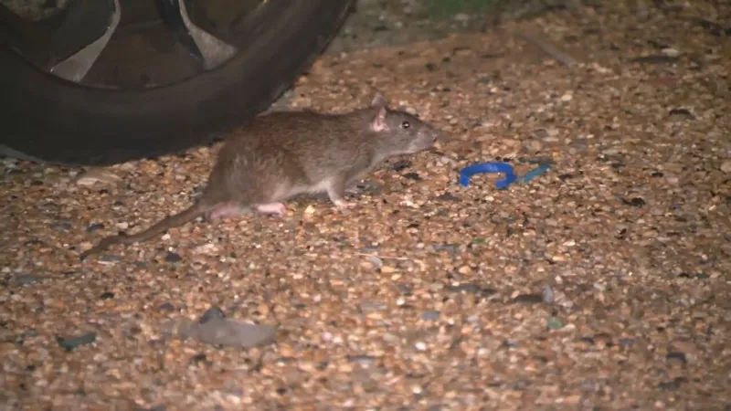 DC woman pushes for rat control after infestation in her car