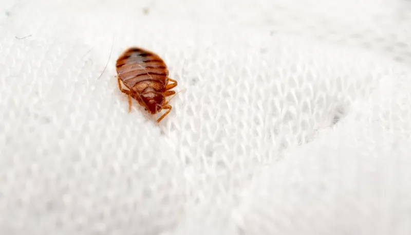 The Top 25 Most Pest-Infested Cities in America