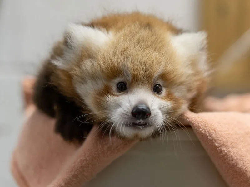 What should this baby red panda be named? National Zoo wants your input