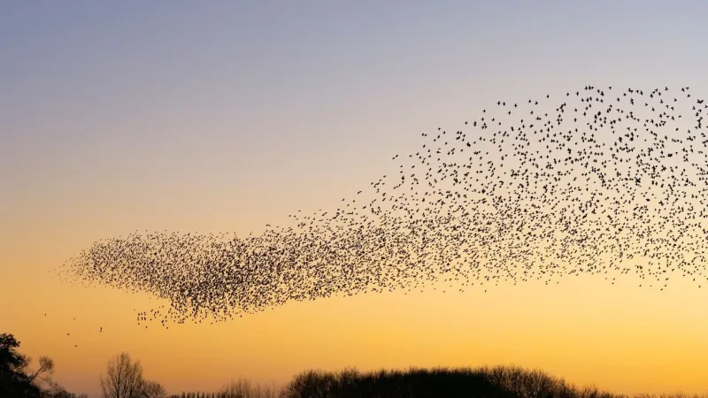 Friday's cold front could send migrating birds south