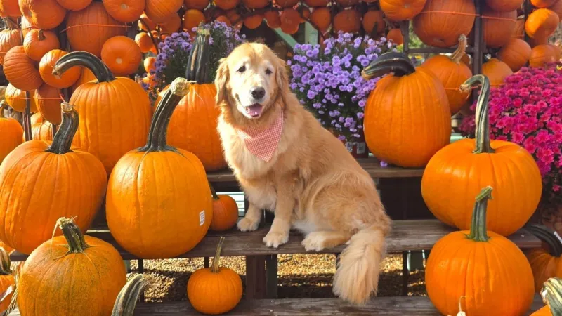GALLERY: Fall brings breathtaking colors to the DMV