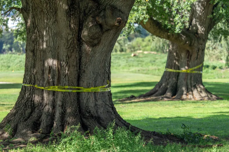 Judge hears testimony in legal fight over Trump's golf course renovation plans at East Potomac Park
