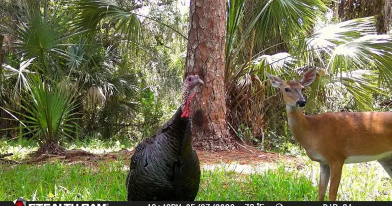 Your watch starts now! FWC unveils Florida Wildlife Watch photo project