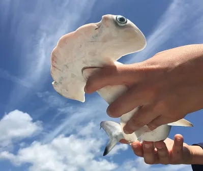 Marine Biology Club gives UNF students chance to learn, connect