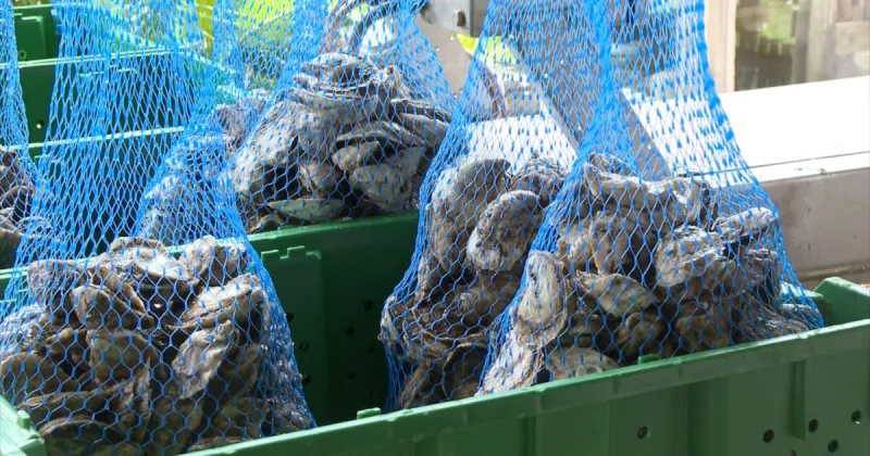 Wakulla County oyster farmers supply Michelin-recognized restaurants across Florida