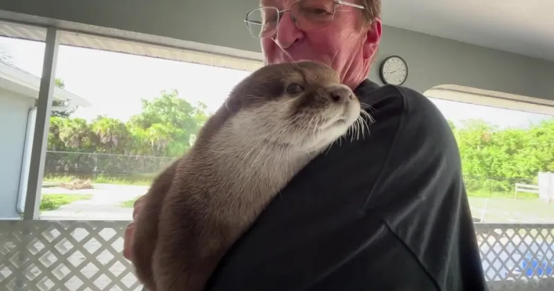 Meet Splash: Rescue otter helps law enforcement agencies crack cold cases