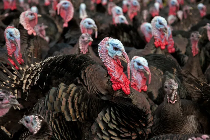 Florida TaxWatch calls out $830 million in budget turkeys in 2026-27 state budget