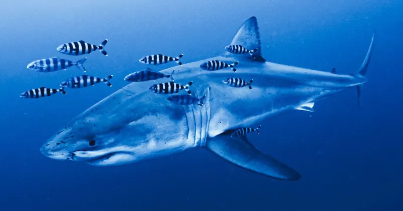 Diver captures rare footage of great white shark in Mediterranean Sea