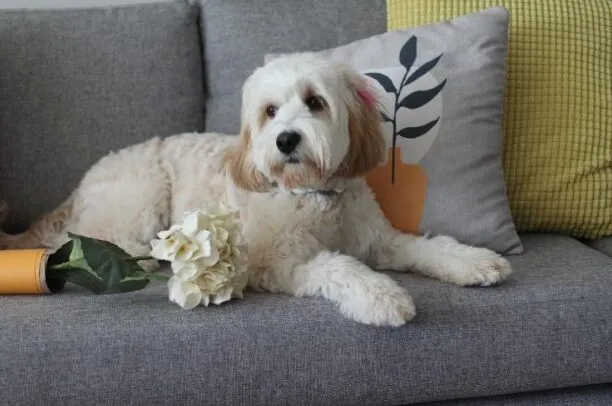 Are Cavapoos Good Family Dogs? A Closer Look at One of America's Favorite Companions
