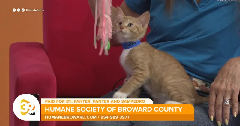 Humane Society of Broward County kittens Gamora and Star-Lord are looking for a forever home