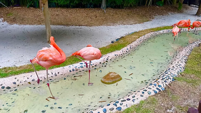5 things to know about Pink Flamingo Day at Discovery Cove