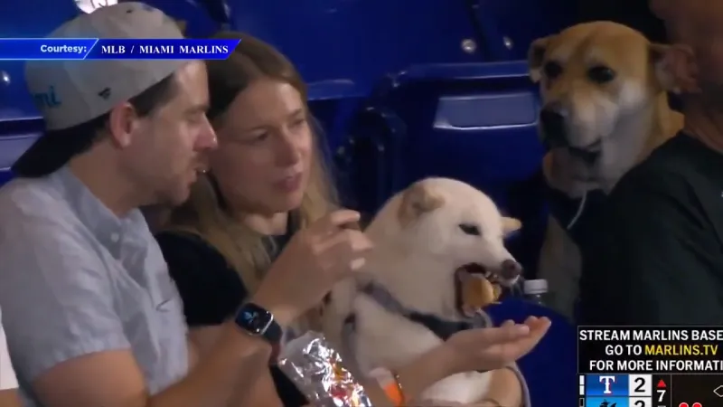 Jealous dog caught drooling over other dog's hot dog at loanDepot Park