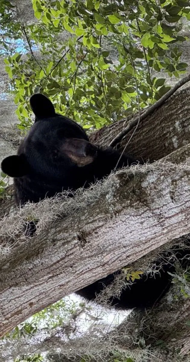 Bears in your area? Follow these tips