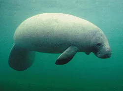 Manatee Watching