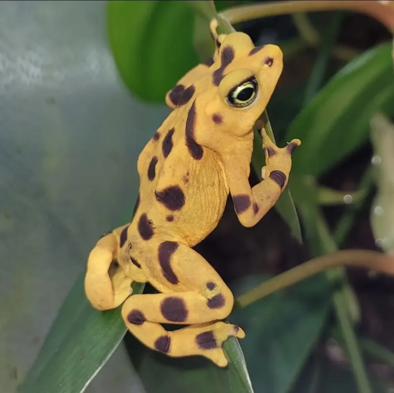 ZooTampa hatches critically endangered Panamanian Golden Frogs