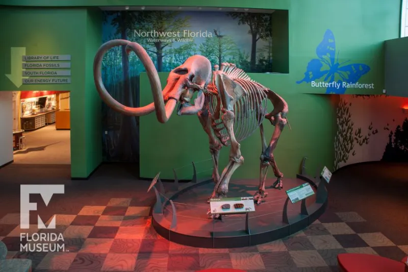 Jun 26, Florida Museum Of Natural History At University Of Florida