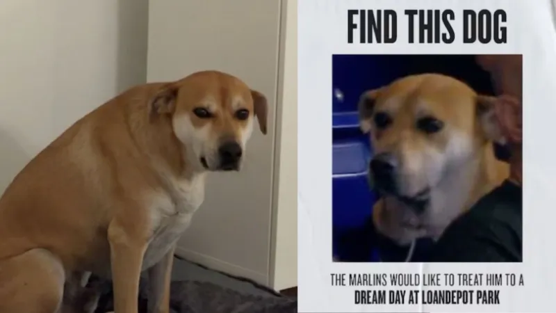 Viral dog who stared longingly at hot dog during Marlins game finally gets his own treat