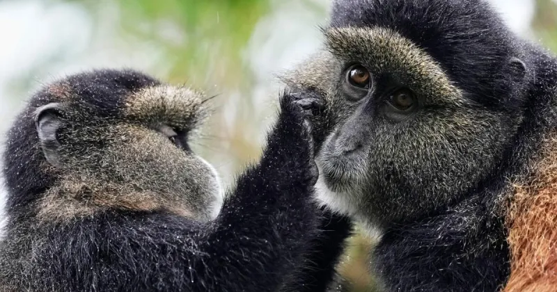 How collecting DNA samples in the wild could transform conservation