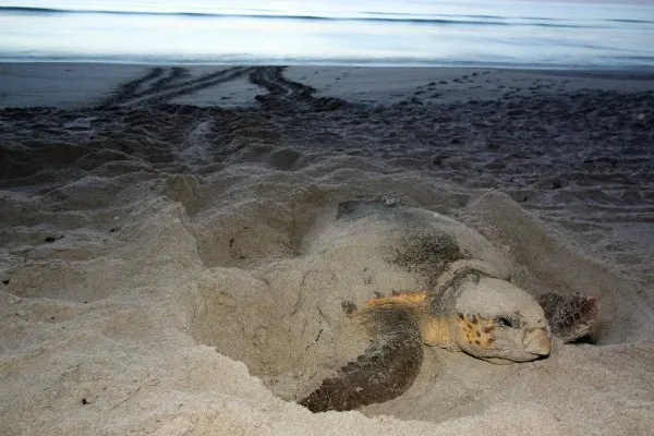 Jun 29, Sea Turtles on Florida Beaches: It's Nesting Season