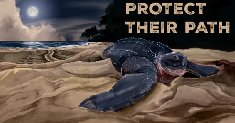 Join the team effort to conserve manatees and sea turtles with an FWC decal