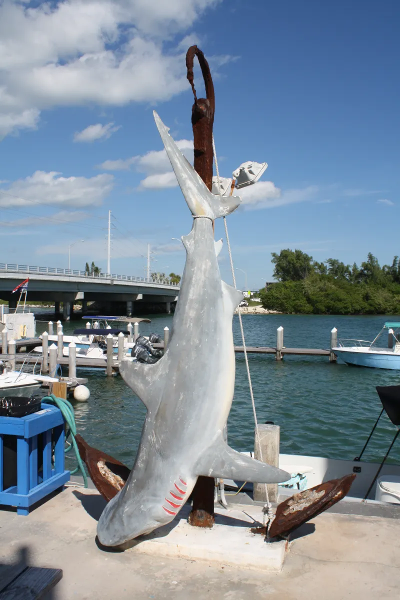 Now That's A Shark!