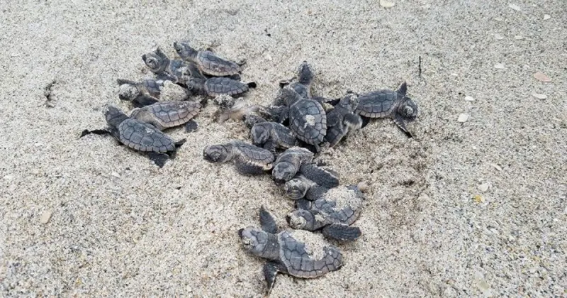 Be a holiday hero for nesting sea turtles and waterbirds this Fourth of July