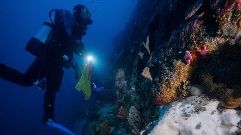 USF researching Antarctic sea squirt that could be tool in fight against melanoma